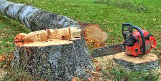 Best Arborist Consultation Services  in Round Lake Park, IL