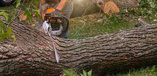 Best Tree Risk Assessment  in Round Lake Park, IL