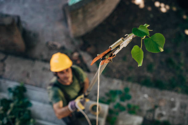 Best Tree Cabling and Bracing  in Round Lake Park, IL