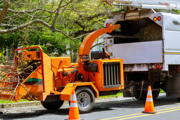 Best Lot and Land Clearing  in Round Lake Park, IL