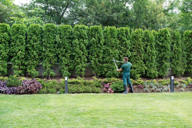 Best Organic Lawn Care Solutions  in Round Lake Park, IL