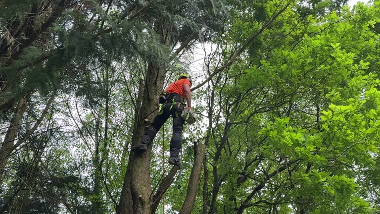 Best Tree Maintenance Programs  in Round Lake Park, IL