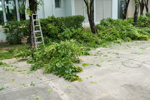 Best Root Management and Removal  in Round Lake Park, IL
