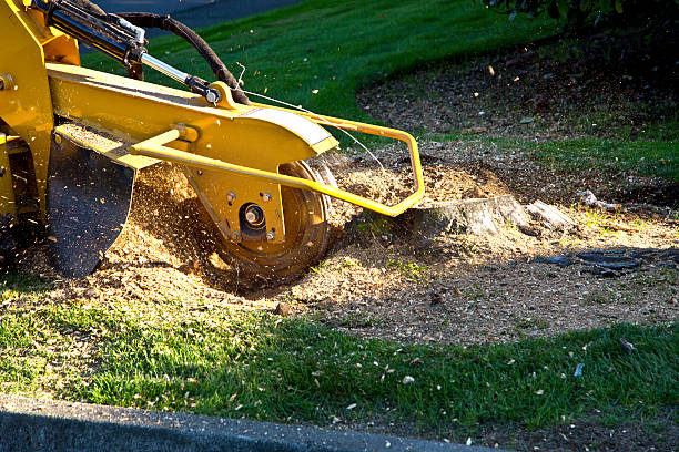 Trusted Round Lake Park, IL Tree Removal Experts