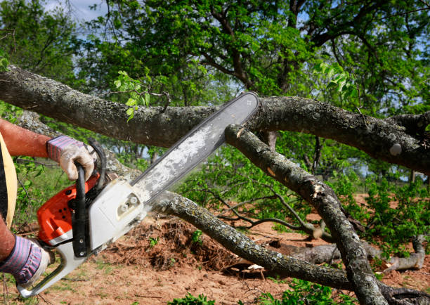 Best Storm Damage Tree Cleanup  in Round Lake Park, IL